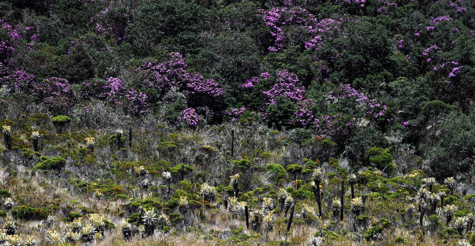 laguna de iguaque