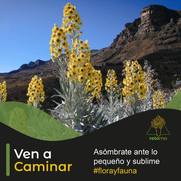 flores y paisaje caminatas en villa de leyva