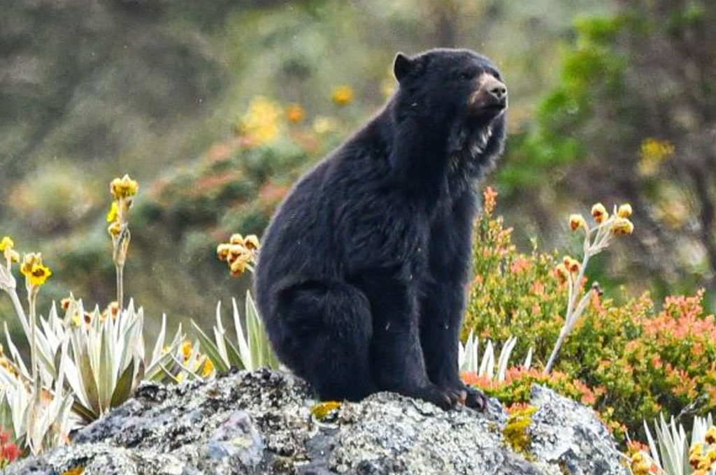 caminatas en villa de leyva oso en primer plano