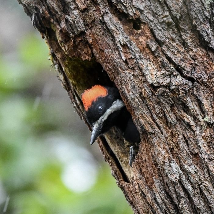 pajaro carpintero laguna de iguaque