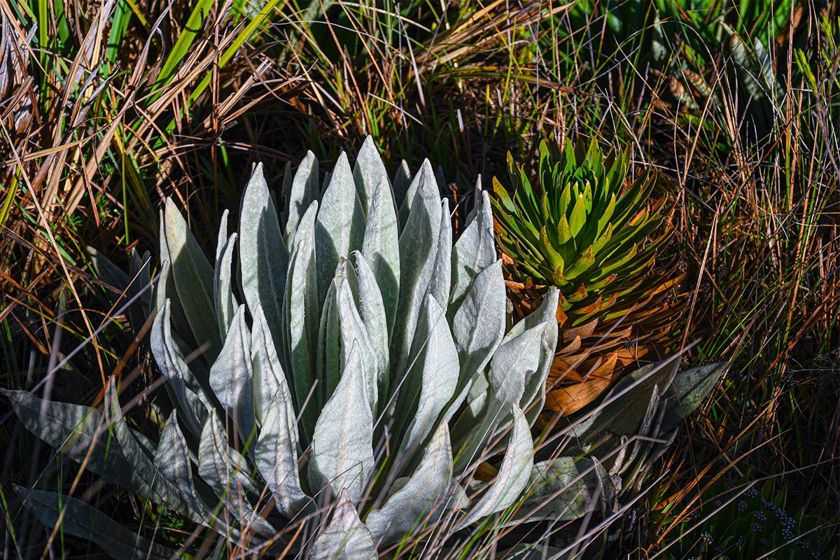 paramo de merchan