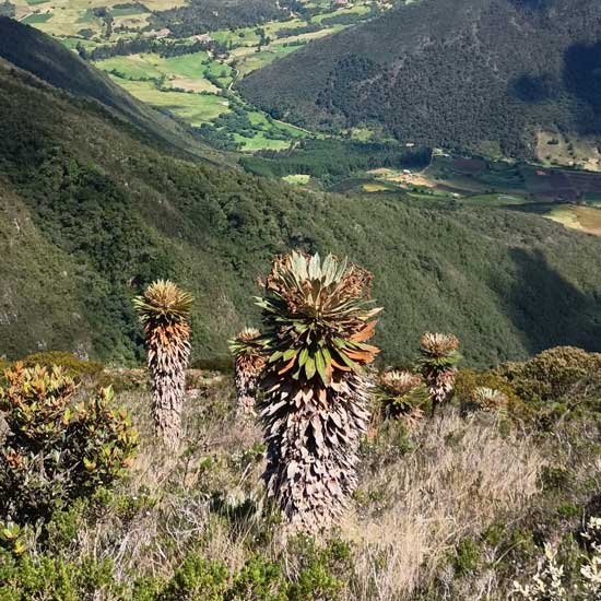 Frailejón en Iguaque