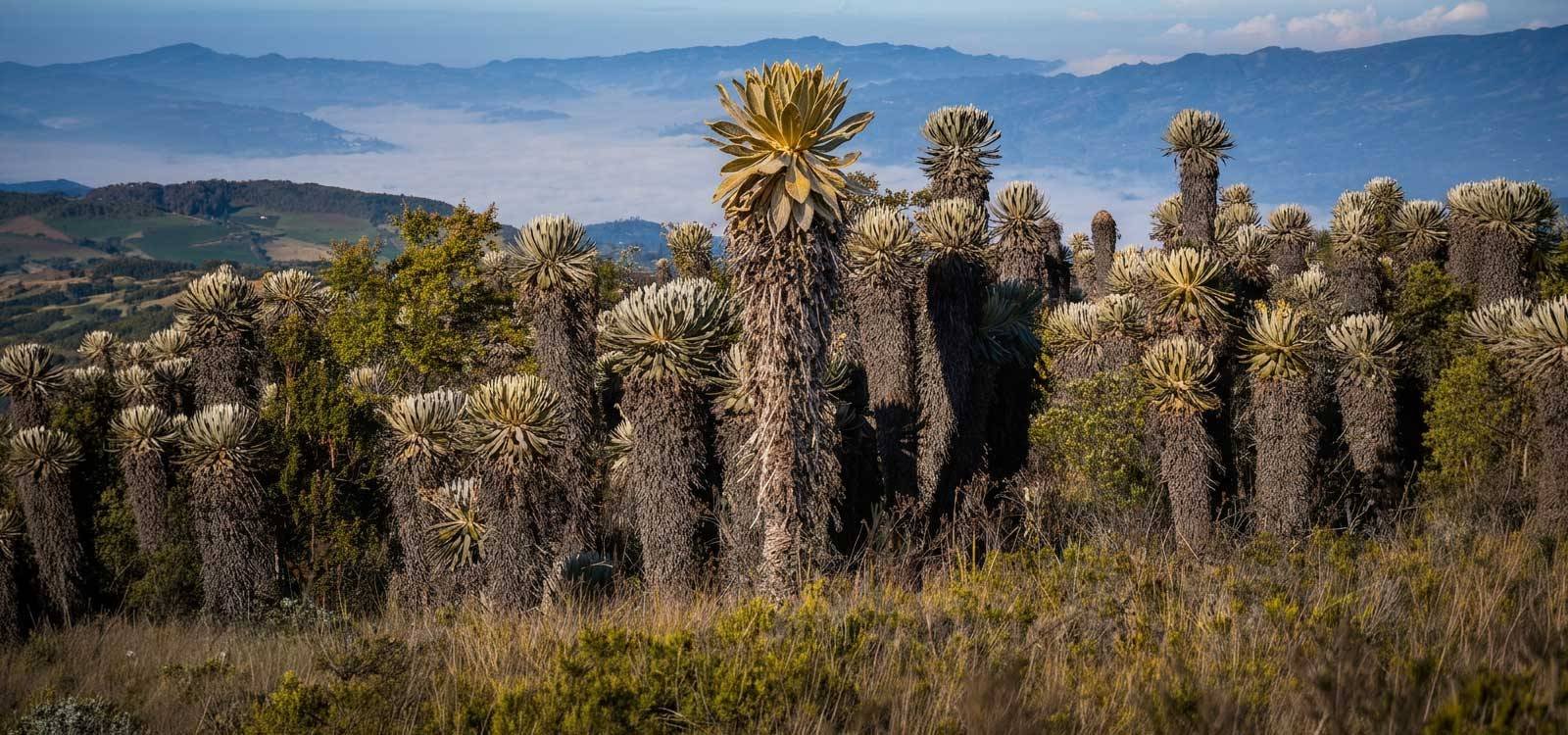 caminata villa de leyva boyaca paramo de merchan